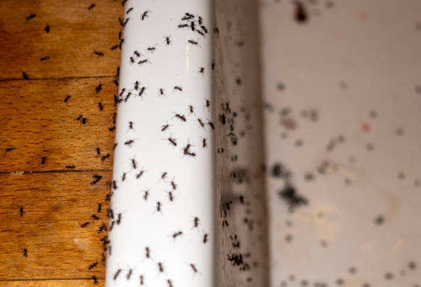 Best Pest Removal Services  in Dade City North, FL