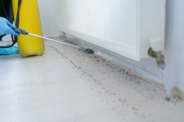 Best Ant Control Services  in Dade City North, FL