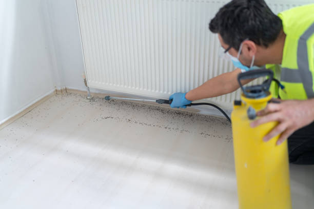 Best Flea Control Services  in Dade City North, FL